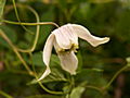 Clematis atragene Pointy IMG_7187 Powojnik